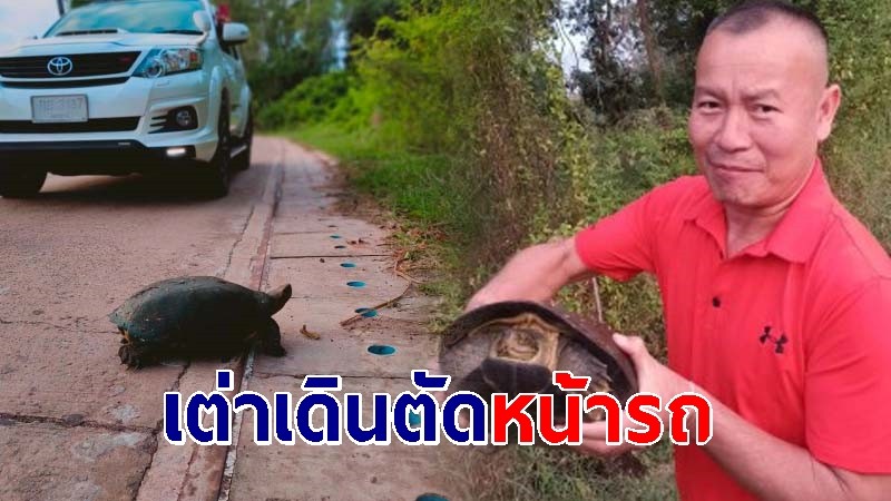 เต่าคลานข้ามถนน ดาบตำรวจเบรคตัวโก่งช่วยชีวิต คอหวยส่องเลขทะเบียนรถ