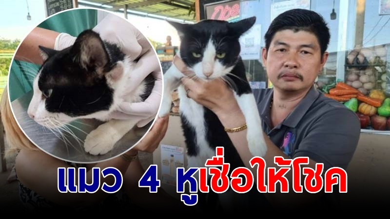 แปลกแต่จริง! แมว 4 หู น้องเจ้าคุณ  ผู้เลี้ยงเชื่อเป็นแมวให้โชค คาดมีตัวเดียวในไทย
