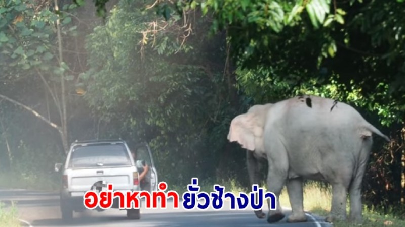 วิจารณ์ยับ นทท.เบิ้ลรถใส่ช้างป่า อุทยานแห่งชาติเขาใหญ่