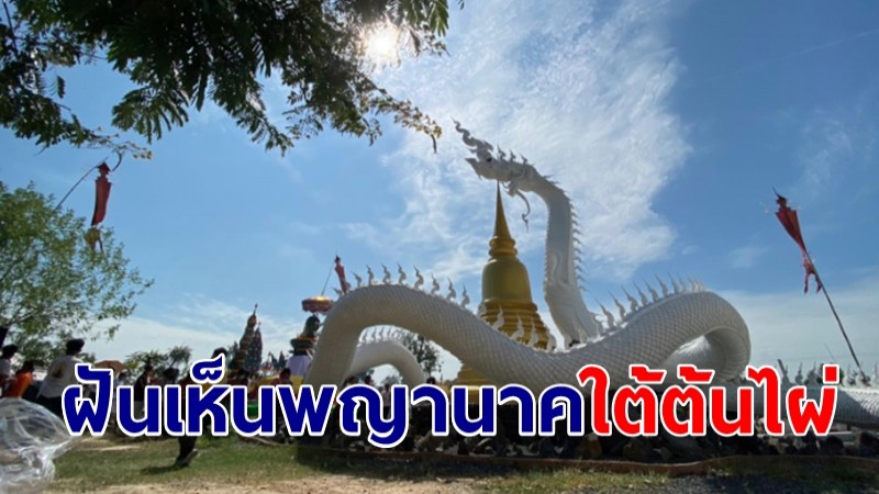 ตามมานาน! นักธุรกิจฝันเห็นพญานาคใต้ต้นไผ่ ใช้เวลา 3 ปี พบอยู่ที่เมืองช้าง