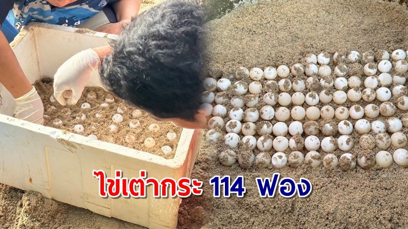 พบ "ไข่เต่ากระ" นับร้อยฟอง บนเกาะทองหลาง