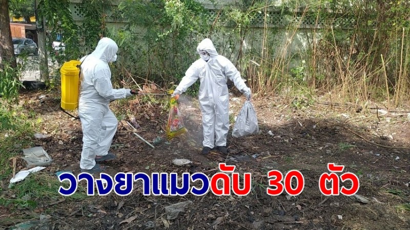 ทาสแมวใจสลาย! มือมืดวางยาแมว สิ้นใจกว่า 30 ตัว