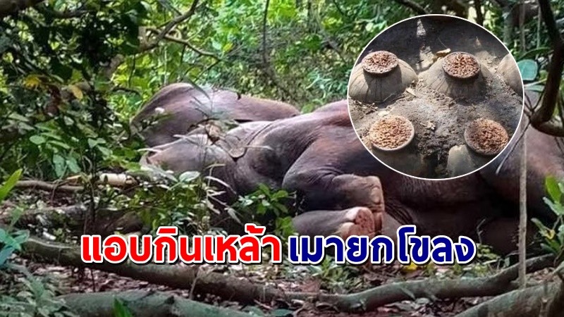 "ช้างป่า 24 ตัว" แอบกินเหล้าหมักของชาวบ้าน เผลอเมาหลับไม่ยอมตื่น !