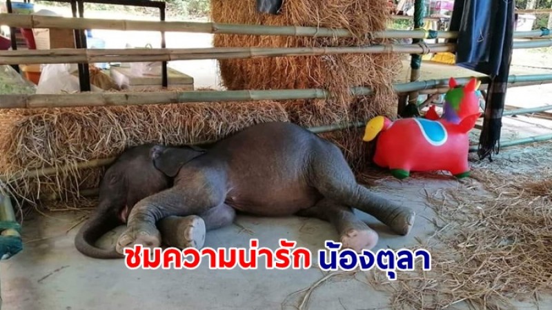 ชมภาพความน่ารัก น้องตุลา ลูกช้างป่าพลัดหลงล่าสุดซุกซน ปีนคอก