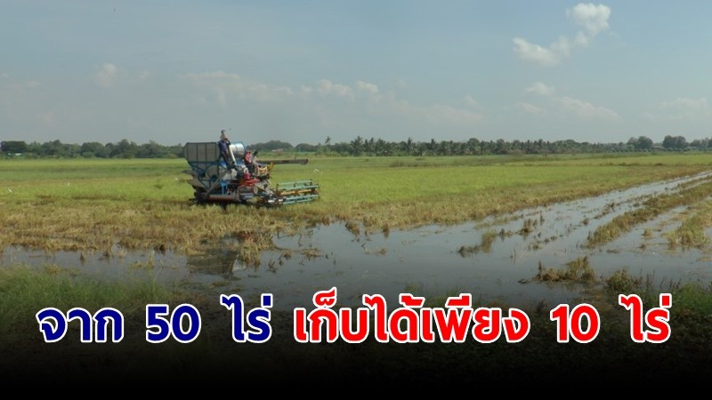 ชาวนาเร่งเก็บเกี่ยวผลผลิต พื้นที่น้ำท่วมขัง เผยทำนา 50 ไร่ ลงทุนเป็นแสน เก็บได้เพียง 10 ไร่