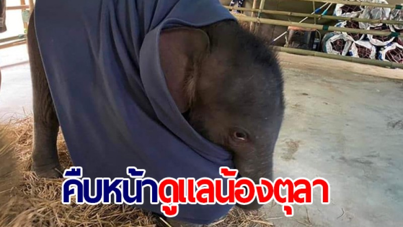 คืบหน้าดูแล น้องตุลา ลูกช้างป่าพลัดหลง สัตวแพทย์เริ่มปรับสูตรนม ยังขับถ่ายเป็นปกติ และไม่พบอาการท้องอืด