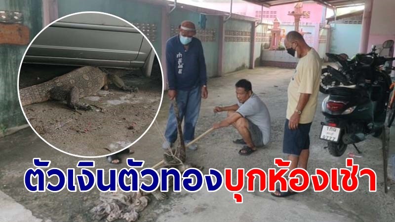 วงจรปิดจับภาพ "ตัวเงินตัวทอง" มุดประตูรั้วห้องเช่า-รถเก๋งเสียหาย