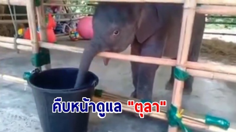 คืบหน้าดูแล น้องตุลา ลูกช้างป่าพลัดหลง ล่าสุดน้ำหนักอยู่ที่ 93.40 กิโลกรัม