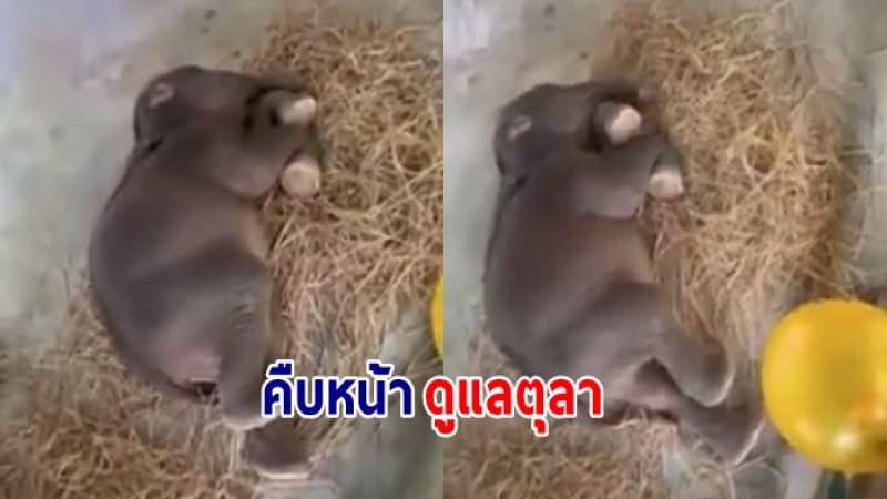 ชมคลิปสุดเอ็นดู น้องตุลา นอนหลับปุ๋ย - คืบหน้าการดูแลอย่างใกล้ชิด