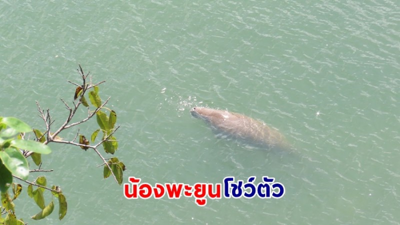 ไม่ได้เห็นง่ายๆ ! น้องพะยูน ปรากฏตัวที่อุทยานแห่งชาติหาดเจ้าไหม