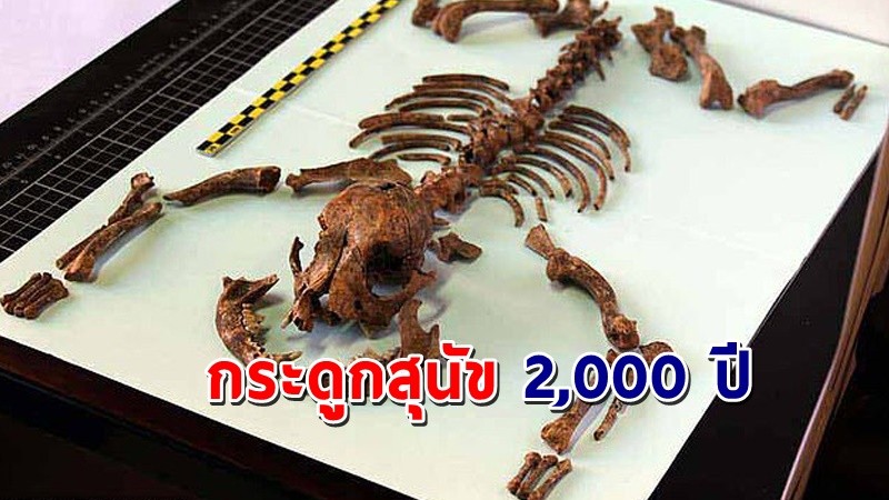 "นักโบราณคดี" พบโครงกระดูก "สุนัข" อายุมากกว่า 2,000 ปี !