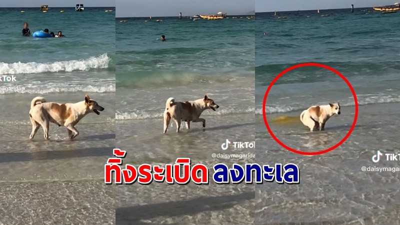 "หมาจร" โก่งตูดทิ้งระเบิดลงทะเล น้ำใสๆกลายเป็นสีเหลือง นักท่องเที่ยววงแตก !
