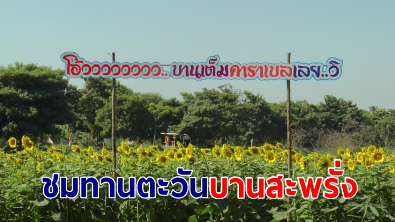 เชิญเที่ยวชมทานตะวันดอกบานสะพรั่ง ระยะทางกว่า 7 กิโลเมตร ในช่วงเทศกาลปีใหม่