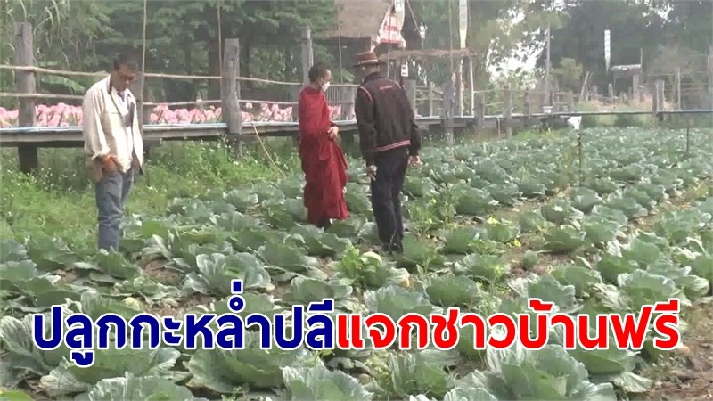 พระวัดดังปลูกกะหล่ำปลี พืชผักสวนครัวแจกชาวบ้านฟรี