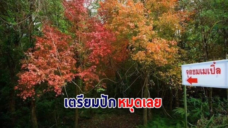 ข่าวดีจ้า ใบเมเปิลในป่าธรรมชาติ หน่วยพิทักษ์อุทยานแห่งชาติ  อช.ภูหินร่องกล้าผลัดใบแล้ว 80 %