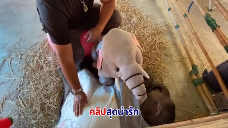 คลิปเรียกรอยยิ้ม ความรักความผูกพันระหว่างคนกับช้าง น้องตุลา ตัวน้อย