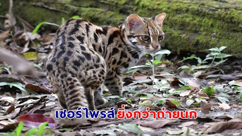 หนุ่มไปถ่ายภาพนกในป่า แต่ได้ของแถมเป็นภาพแมวที่น่ารักที่สุดในสามโลก 