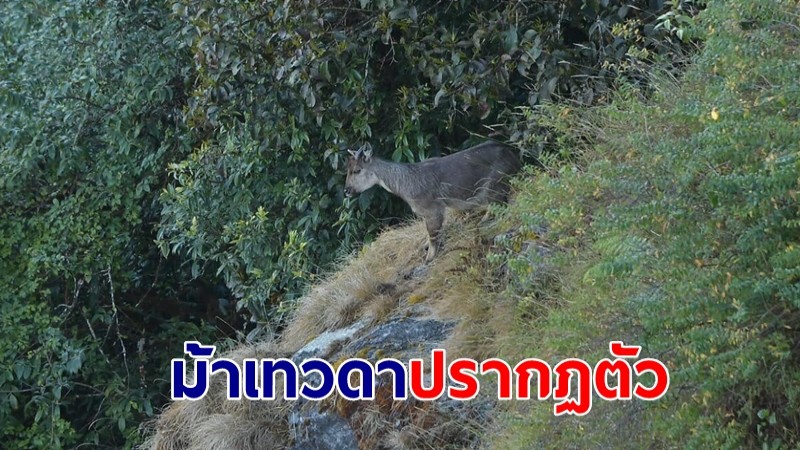 เป็นบุญตา!  ม้าเทวดา "กวางผา" สัตว์ป่าหายาก ปรากฏตัวให้นักท่องเที่ยวชม