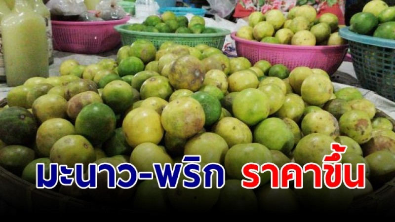 มะนาว-พริก เริ่มปรับราคา! คาดตรุษจีนพุ่งสูงเท่าตัว