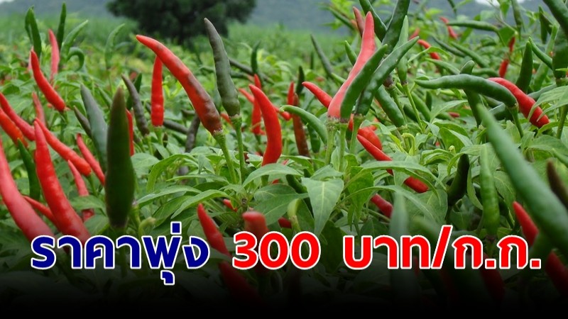 สูงสุดรอบ 6 เดือน พริกราคาพุ่ง 300 บาท ต่อ 1 กิโลกรัม 