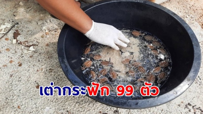 ต้อนรับสมาชิกใหม่ "เต่ากระ 99 ตัว" เกาะทองหลาง เตรียมดูแล ก่อนปล่อยสู่ทะเล