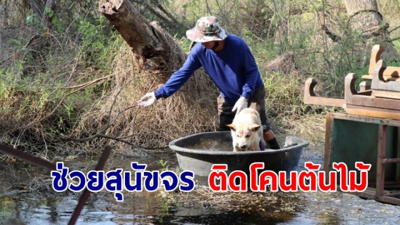 กู้ภัยช่วยสุนัขจร ติดโคนต้นไม้กลางน้ำลึก 1 ม. ชาวบ้านหวั่นหมดแรง จมน้ำ