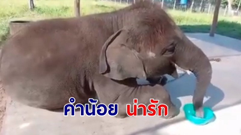 ชมความน่ารัก! "คำน้อย" ช้างป่าของกลาง นอนกินขนม สบายใจเฉิบ แฟนคลับเอ็นดู