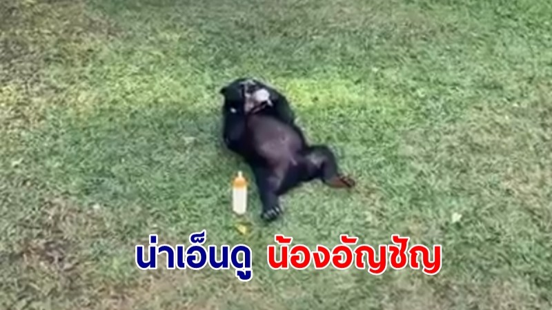 กินเองถือเอง! "น้องอัญชัญ" หมีหมา นอนดูดขวดนม น่าเอ็นดู ขวดเดียวไม่พอ ขอ 2