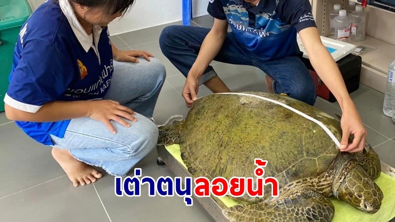 ช่วยน้องด้วย! พบ "เต่าทะเลป่วย" ลอยบนผิวน้ำเกาะทะลุ จ.ระยอง