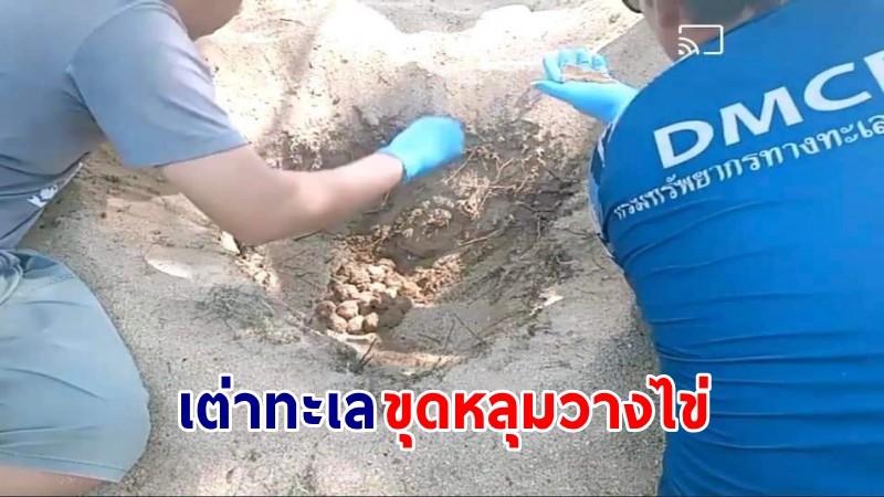 พบ "เต่าทะเล" ขุดหลุมวางไข่ ชายหาดทะเลหน้าบ้าน จ.ชุมพร