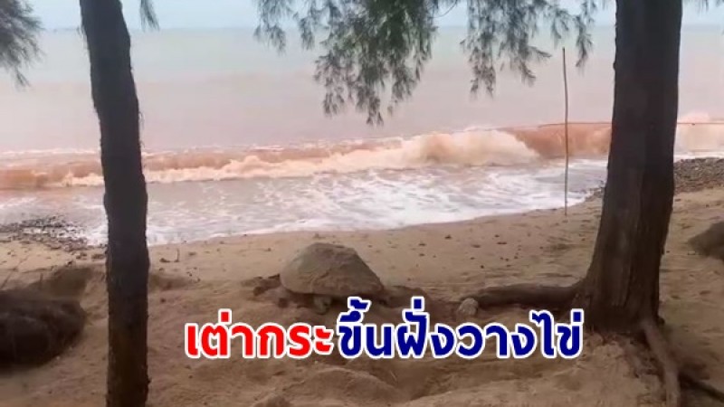 ชาวบ้านพบ "เต่ากระ" ขึ้นฝั่งวางไข่ 171ฟองบนชายฝั่งบริเวณหาดสะพลี จ.ชุมพร