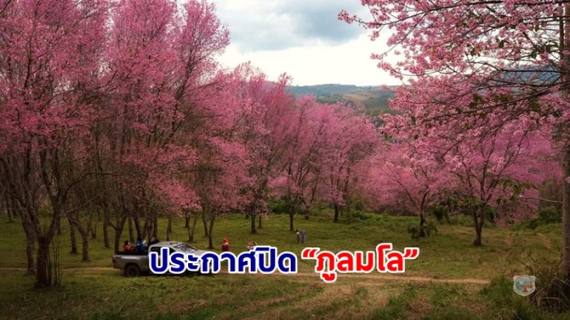 อช.ภูหินร่องกล้า ประกาศปิด “ภูลมโล” ตั้งแต่ 1 ก.พ. 66 เพื่อคืนสภาพป่าธรรมชาติ หลังดอกนางพญาเสือโคร่งร่วงโรย