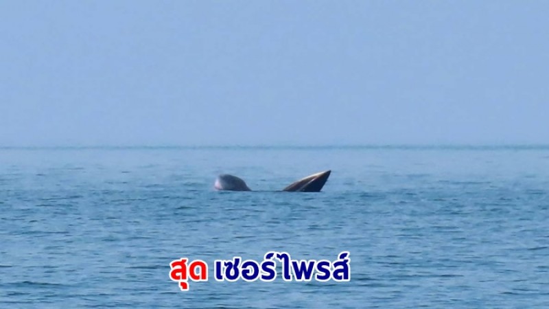 เซอร์ไพรส์  วาฬบรูด้า สัตว์ทะเลหายาก กำลังหากิน ในบริเวณอุทยานแห่งชาติหมู่เกาะอ่างทอง