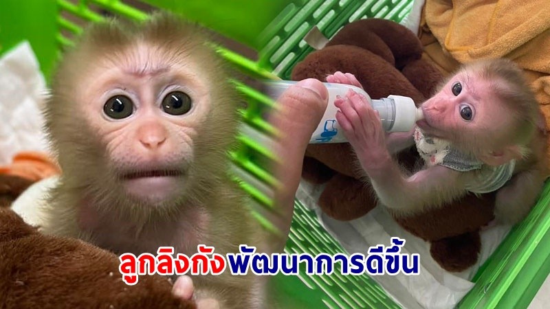 "ลูกลิงกัง" พลัดหลงกินนมเก่ง พัฒนาการดีขึ้น หลังสัตวแพทย์เฝ้าดูแลอย่างต่อเนื่อง