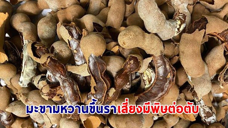 กรมอนามัยเตือน ! กิน "มะขามหวานขึ้นรา" เสี่ยงมีพิษต่อตับ อาจถึงตายได้