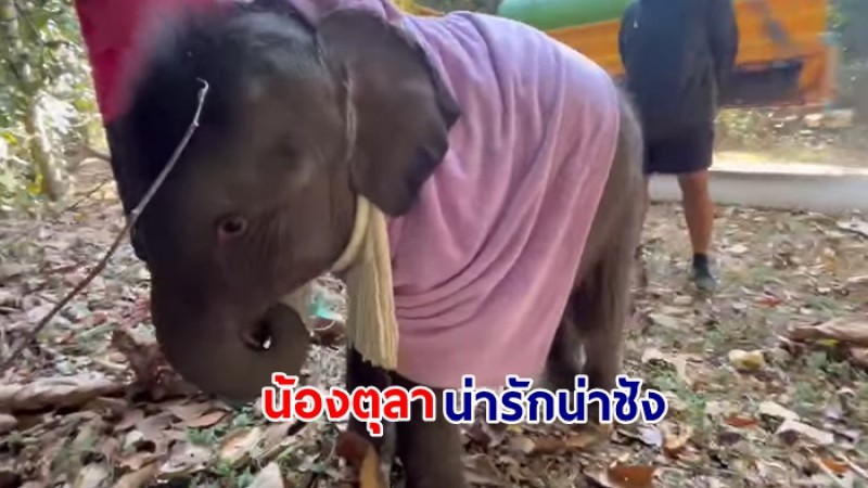 ชมคลิป น้องตุลา ลูกช้างป่าเล่นสนุกสนาน น่ารักน่าชัง