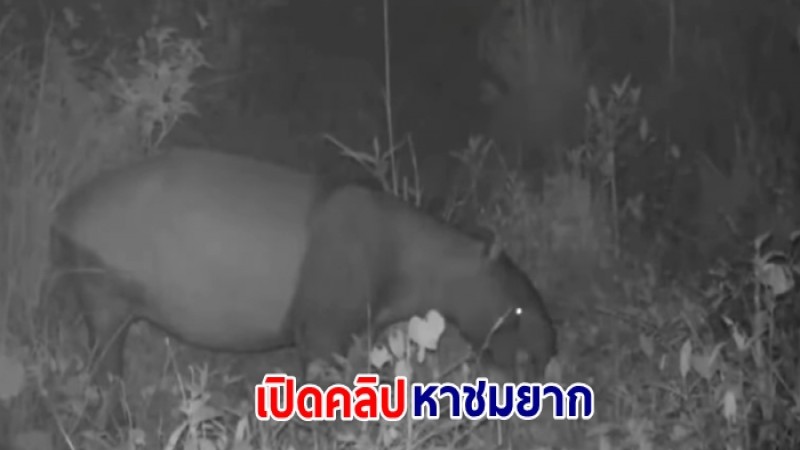 เปิดคลิปหายาก "สมเสร็จ" สัตว์ป่าใกล้สูญพันธุ์ในพื้นที่ป่าอนุรักษ์ของไทย