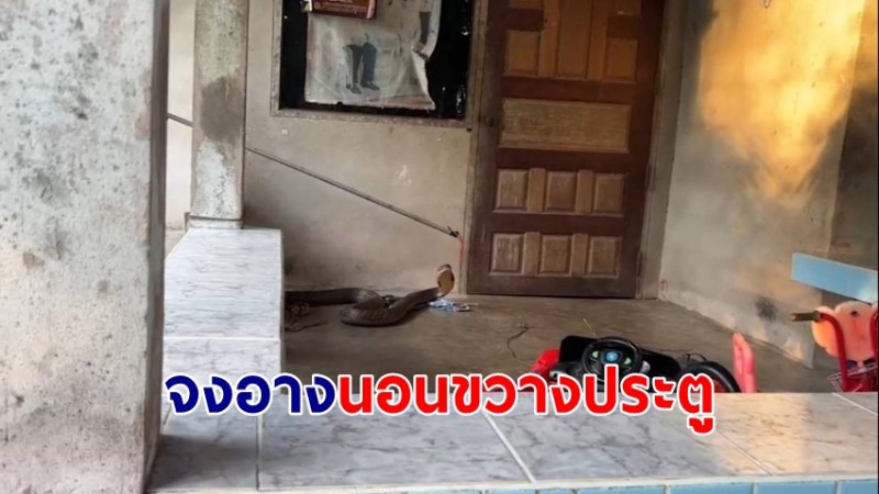 ลุงตกใจ! จงอาง 4 เมตร นอนขวางประตูบ้าน เชื่อให้โชควดนี้