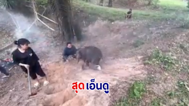 ชมความน่ารัก  "ตุลา" ออกกำลังกาย ณ บ้านหลังใหม่  ศูนย์ช่วยเหลือสัตว์ป่าที่ 2 กระบกคู่