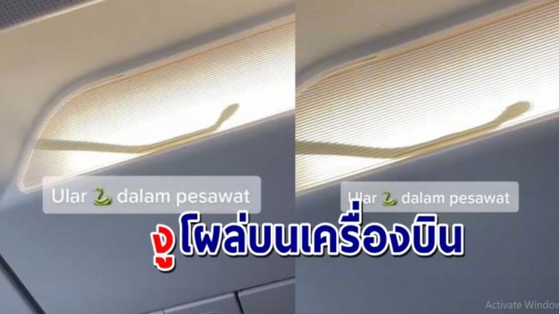 "ผู้โดยสารผวา"  พบงูโผล่บนช่องเก็บของบนเครื่องบิน รีบจอดฉุกเฉินทันที !