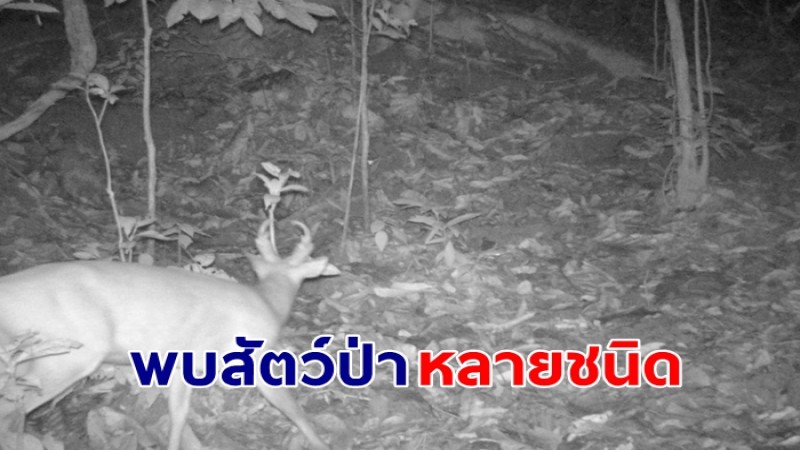 จนท.อช.บางลาง ลาดตระเวนพื้นที่พบสัตว์ป่าหลายชนิด แสดงถึงความสมบูรณ์ของผืนป่า