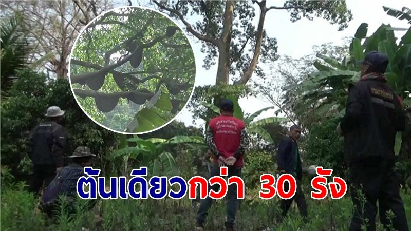 "ผึ้งหลวง" ทำรังบนต้นเรือง ต้นเดียวกว่า 30 รัง สะท้อนความอุดมสมบูรณ์พื้นที่ป่า