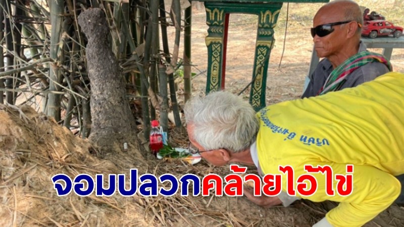 ชาวบ้านแห่ขอโชคลาภ จอมปลวกสีดำโผล่ คล้ายรูปปั้นไอ้ไข่วัดเจดีย์