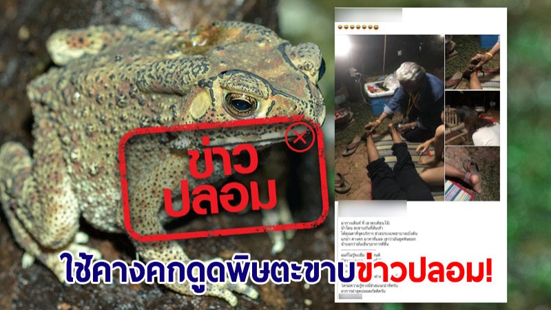 หยุดแชร์! ใช้คางคกถูบริเวณที่ตะขาบกัดช่วยดูดพิษได้ "ข่าวปลอม"