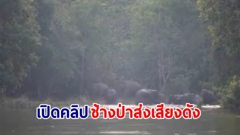 เปิดคลิป "ช้างป่า" ส่งเสียงร้องดังลั่นป่า  เผยที่แท้มีหลายสาเหตุ