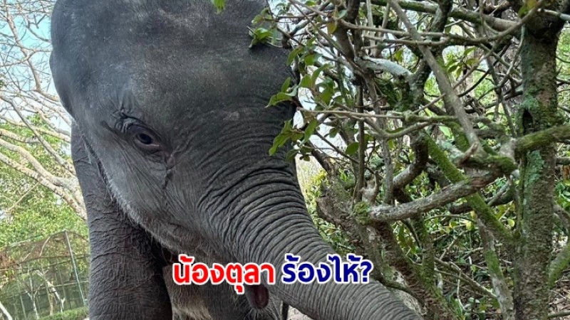 เผยสาเหตุที่แท้จริง ทำไมช้างถึงมีน้ำตาไหล พวกมันร้องไห้จริงหรือ?
