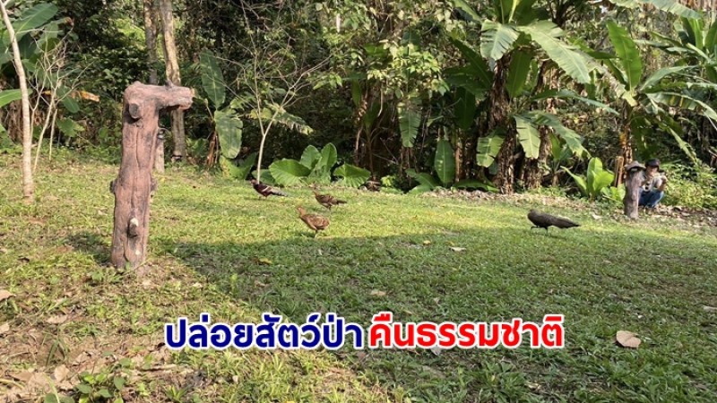 อุทยานแห่งชาติดอยผ้าห่มปก ปล่อยสัตว์ป่าคืนธรรมชาติ ส่งสัตว์ป่าคืนวนา เพื่อป่าสมบูรณ์