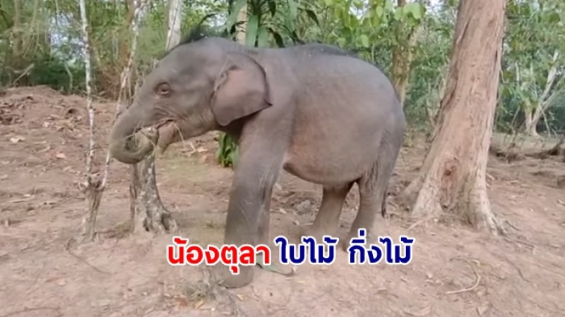 เอ็นดู "น้องตุลา" เริ่มปรับการใช้ชีวิต กินใบไม้-กิ่งไม้