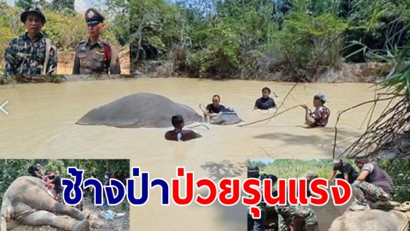 ช้างป่าสีดอล้มคาบ่อน้ำ ในเขตรักษาพันธุ์สัตว์ป่าภูวัวพบป่วยรุนแรง