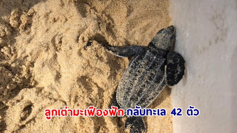 ข่าวดีจ้า ลูกเต่ามะเฟืองฟักกลับทะเล 42 ตัว ที่อุทยานแห่งชาติเขาลำปี-หาดท้ายเหมือง